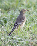 American Pipit 0474